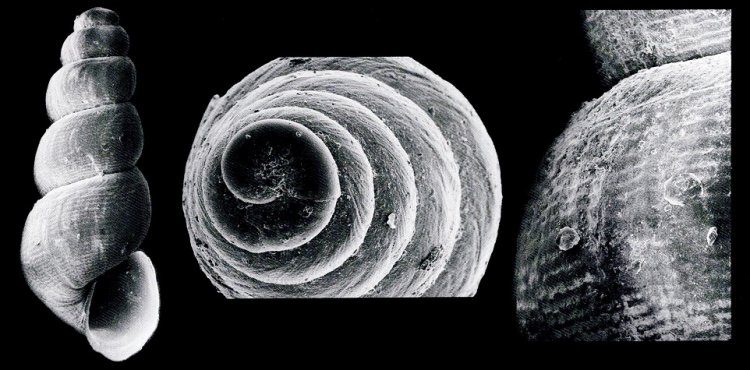 Murchisonella angolensis