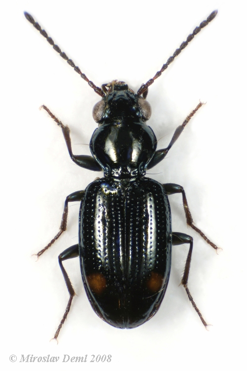 Bembidion azurescens azurescens