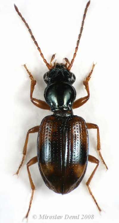 Bembidion articulatum