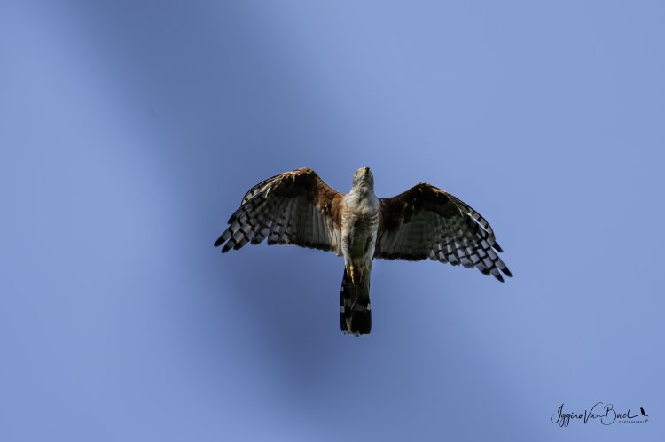 Aviceda cuculoides - luňákovec kukačkovitý