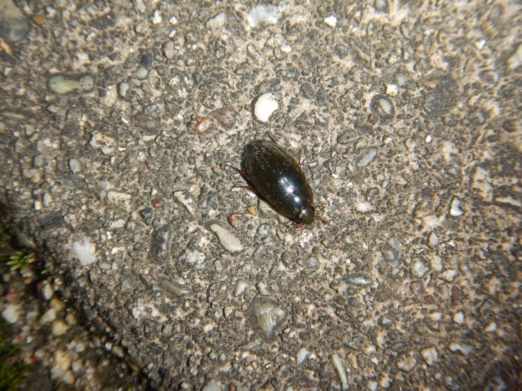 Sternolophus rufipes