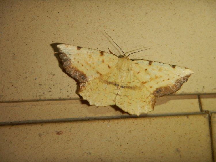 Bizia aexaria