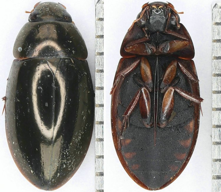 Sternolophus rufipes