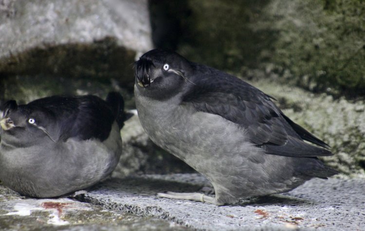 Aethia cristatella - Crested Auklet