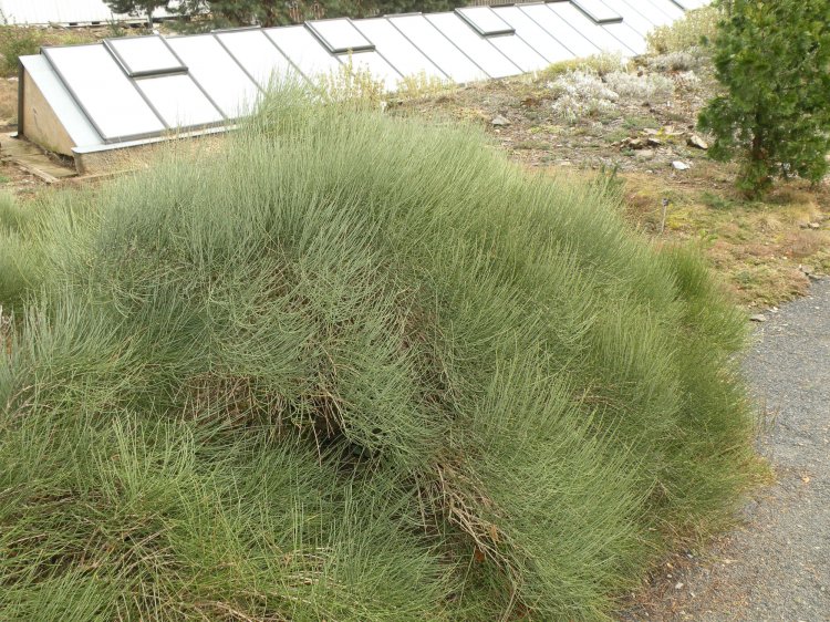 Ephedra przewalskii - chvojník Převalského