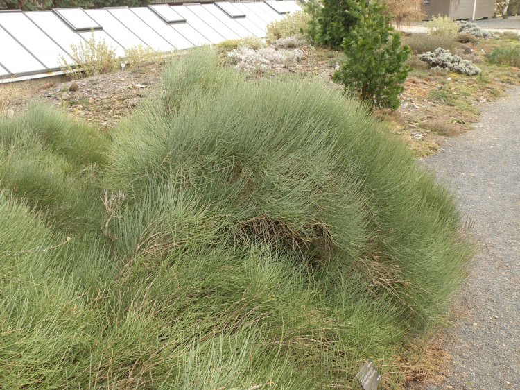 Ephedra przewalskii - chvojník Převalského