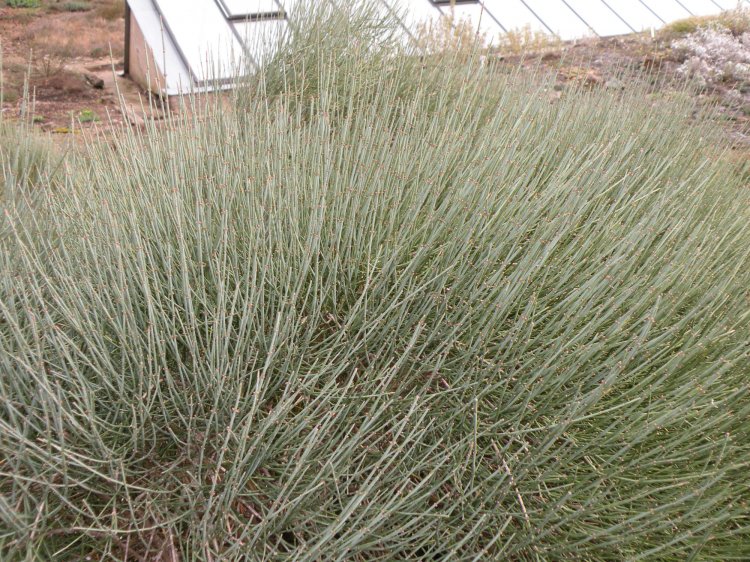 Ephedra przewalskii - chvojník Převalského