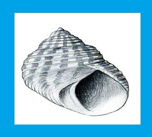 Gibbula cicer