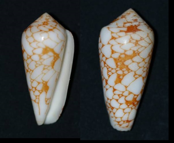 Conus laueri
