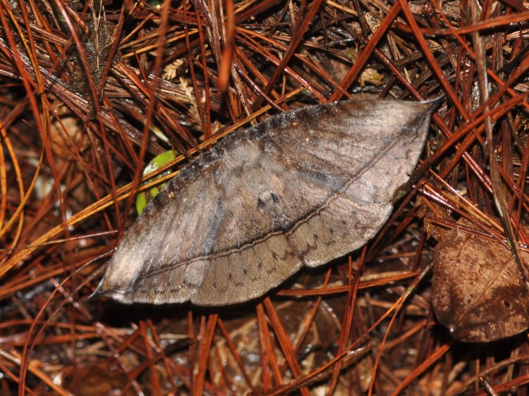 Hypopyra lactipex