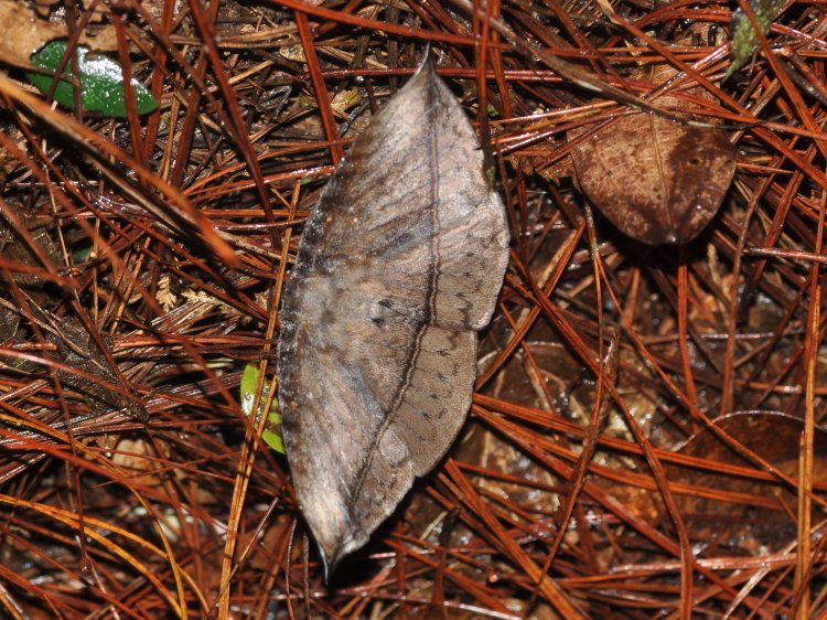 Hypopyra lactipex
