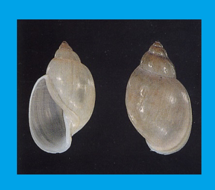 Physella acuta - levatka ostrá