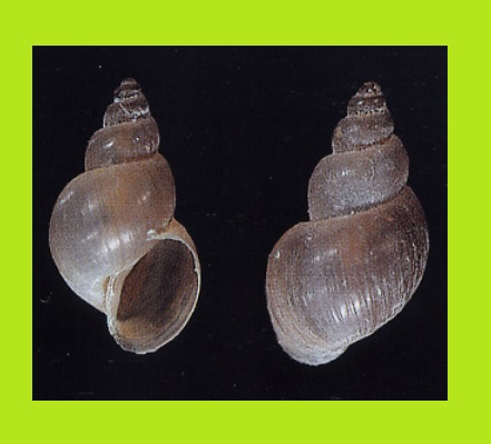 Galba truncatula - plovatka malá