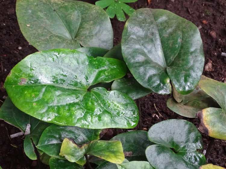 Asarum delavayi