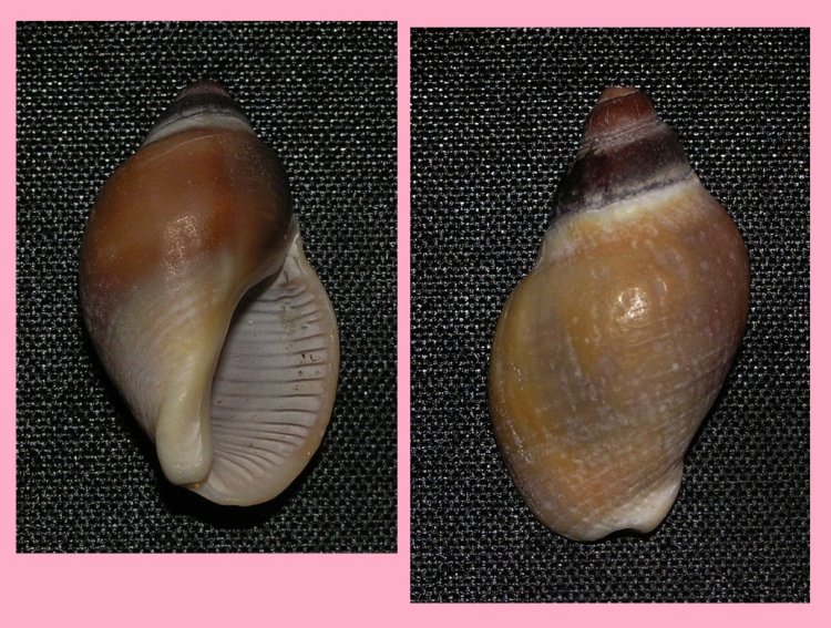 Burnupena cincta limbosa - surmovka jihoafrická