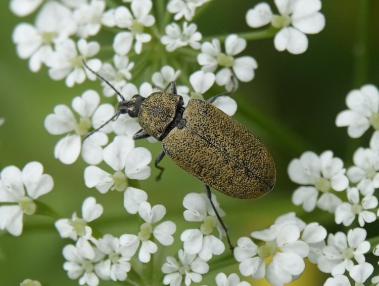 Mycterus curculioides