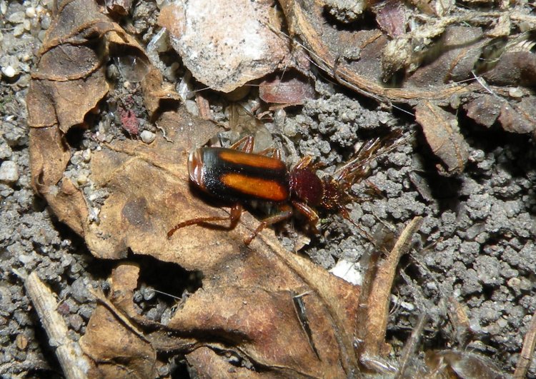 Polistichus connexus