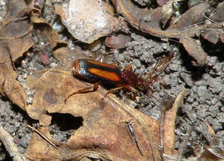 Polistichus connexus