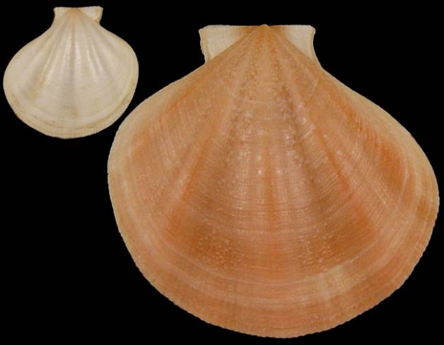 Pseudamussium peslutrae - hřebenatka sedmipaprsčitá