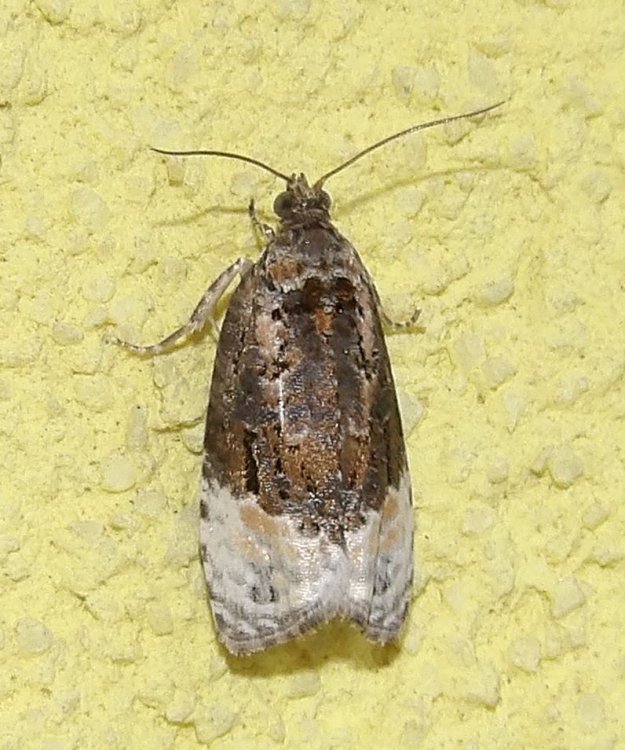 Apotomis betuletana - obaleč březinový