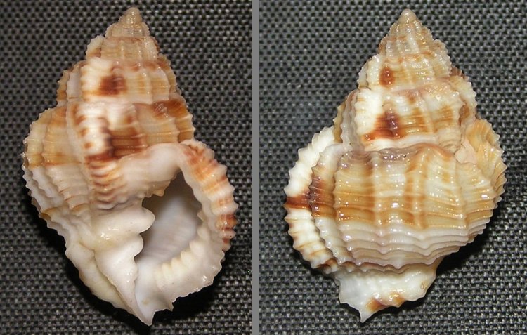 Bivetiella similis