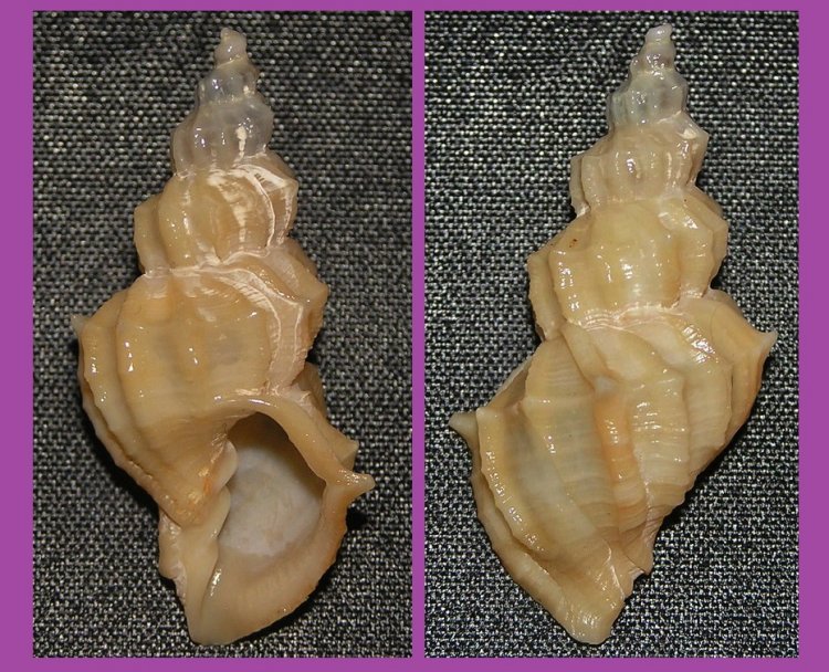 Sveltia lyrata