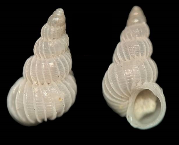 Epitonium townsendi