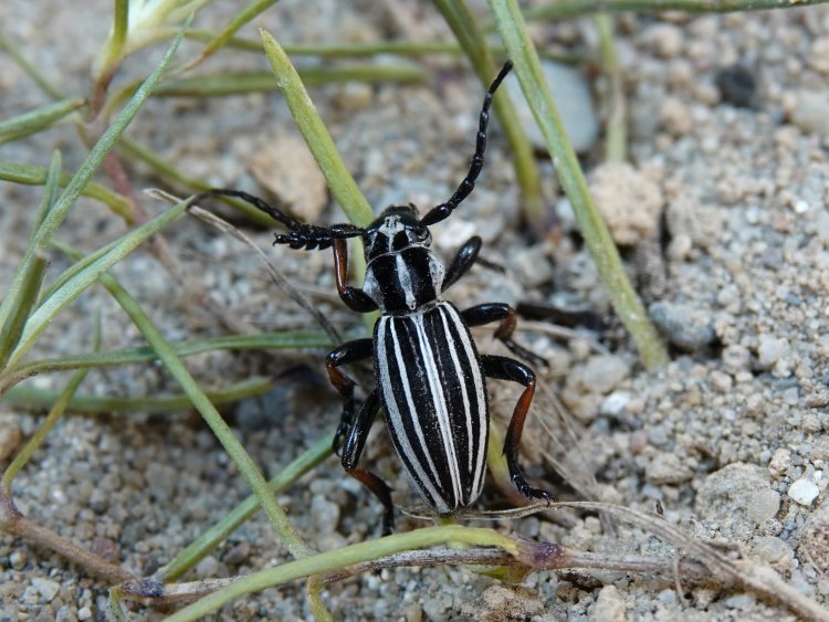 Dorcadion nikolaevi