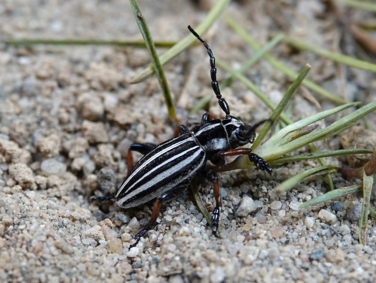 Dorcadion nikolaevi