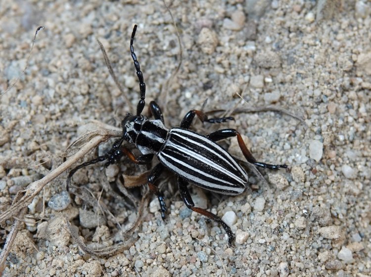 Dorcadion nikolaevi