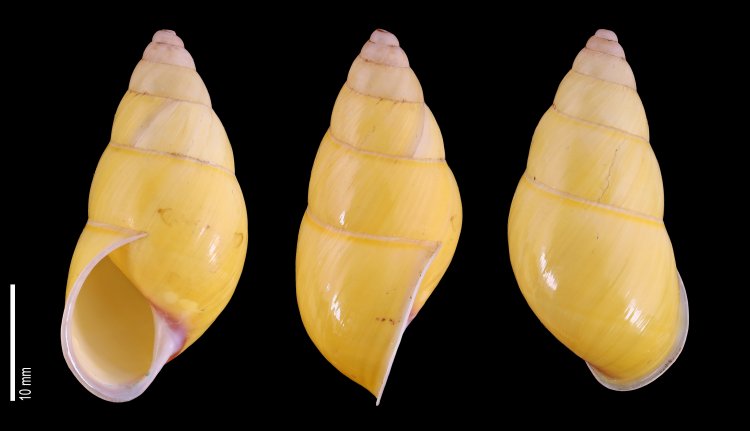 Amphidromus pisororum