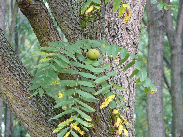 Juglans nigra - ořešák černý