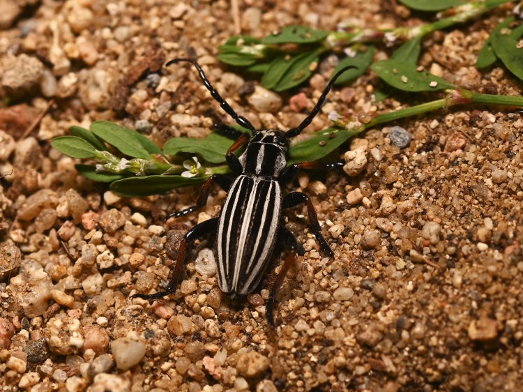 Dorcadion nikolaevi