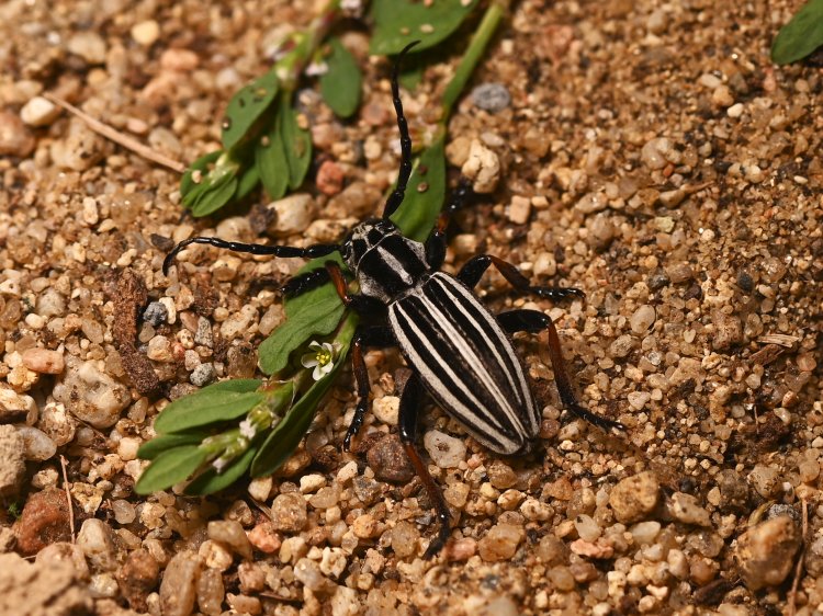 Dorcadion nikolaevi