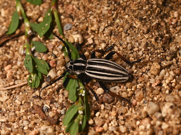 Dorcadion nikolaevi