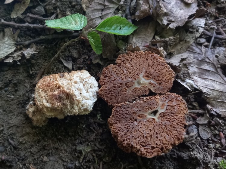 Gautieria morchelliformis - smržovec obecný