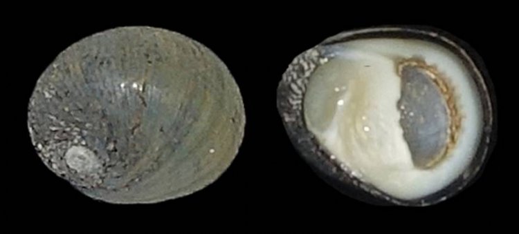 Nerita ocellata