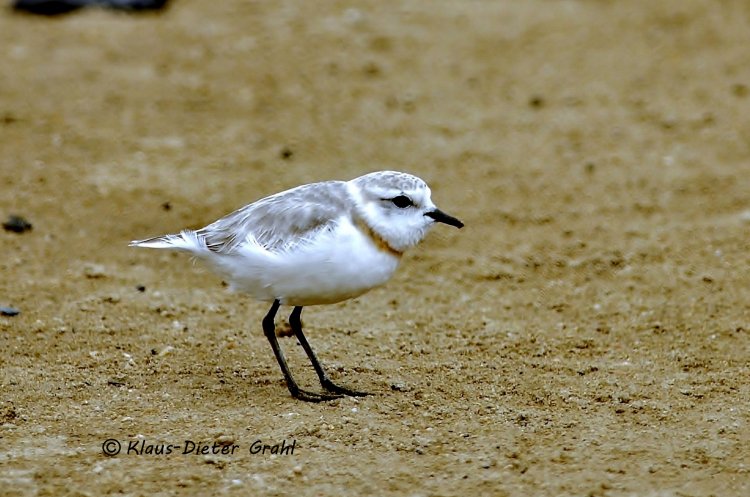 Charadrius pallidus - Chestnut-banded Plover
