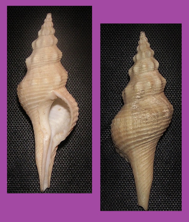 Viridifusus albinus