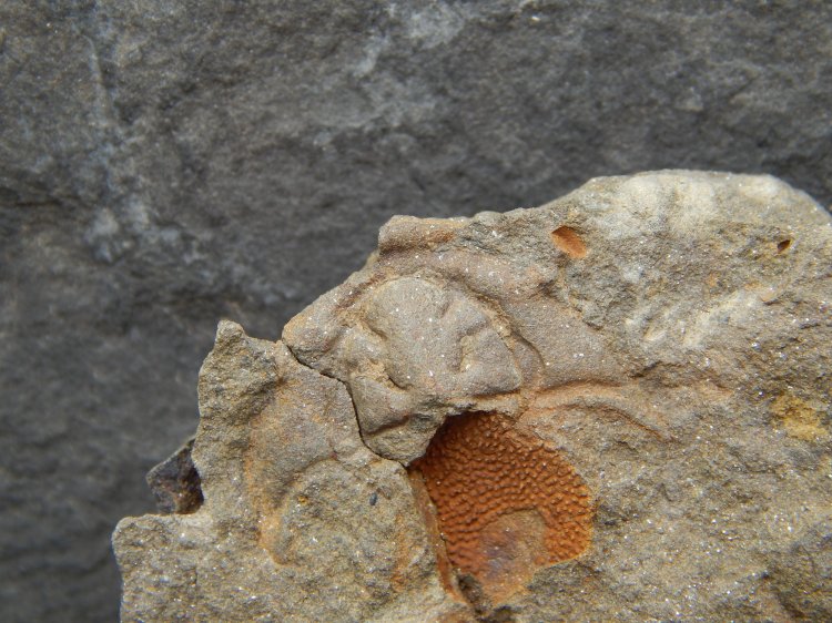 Prionocheilus pulcher
