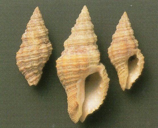 Orania xuthedra