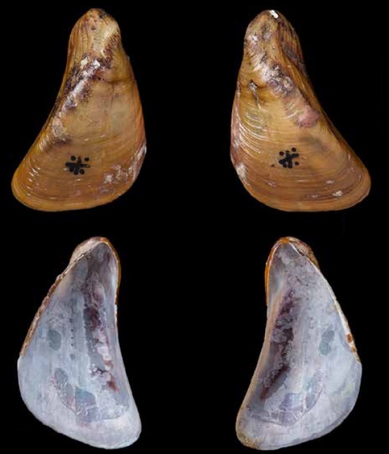 Limnoperna fortunei