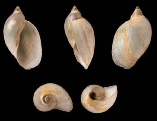 Lymnaea sordulenta