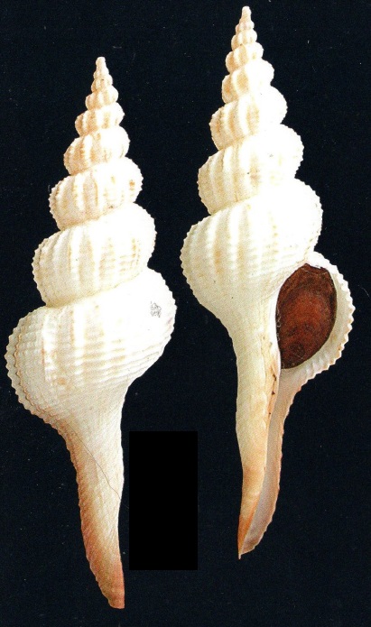 Apertifusus caparti