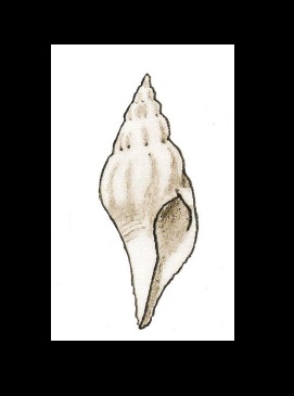Latirus mollis