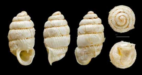 Ptychotrema sulciferum
