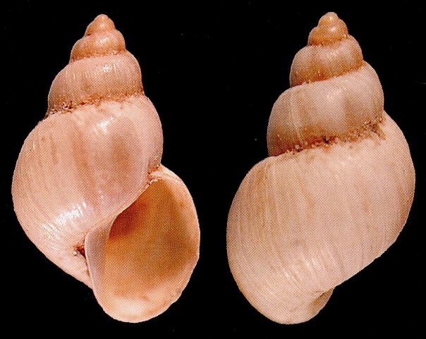 Galba viator
