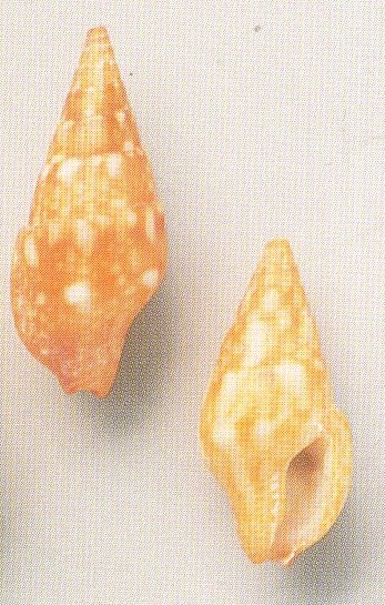 Mitrella cartwrighti