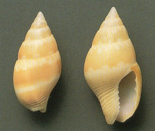 Mitrella alizonae