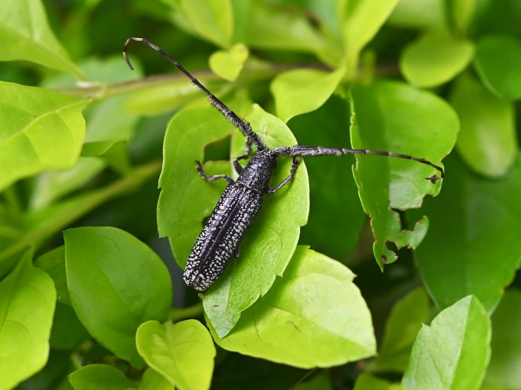 Stegenagapanthia nivalis